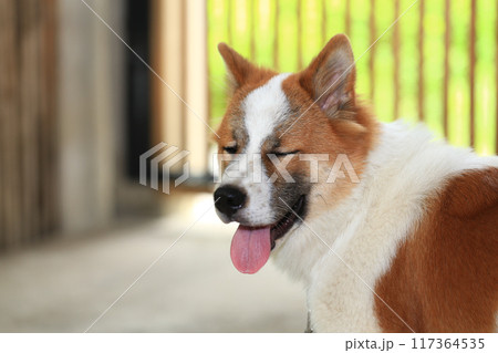 aggressive dog Thai Bang Kaeo 117364535