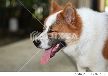 aggressive dog Thai Bang Kaeo aggressive dog Thai Bang Kaeo 117364537