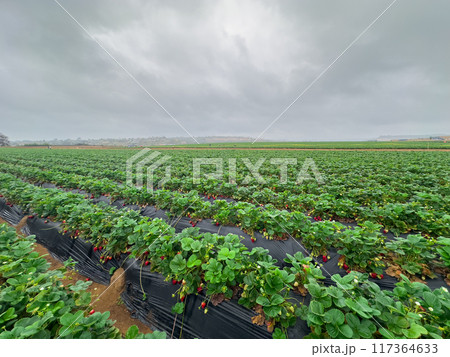 Strawberry picking in strawberry field on fruit farm.  Strawberry picking in strawberry field on fruit farm.  117364633