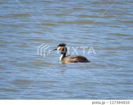 海を泳ぐ夏羽のカンムリカイツブリ 117364810