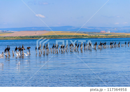 Flock of great cormorants (Phalacrocorax carbo) perched on a wooden poles at Pomorie salt lake in Bulgaria 117364958