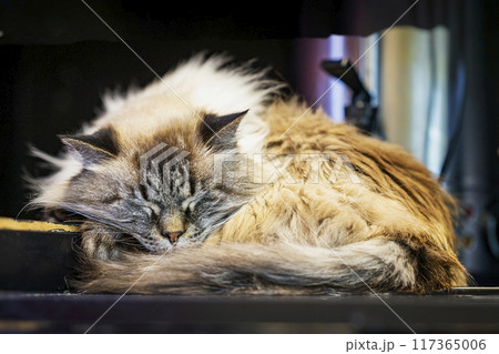 Fluffy, long-haired cat peacefully sleeping, curled up Fluffy, long-haired cat peacefully sleeping, curled up 117365006