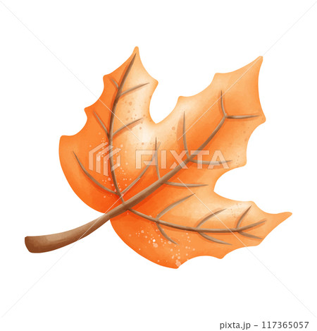 autumn leaf of oak tree isolated on white autumn leaf of oak tree isolated on white 117365057