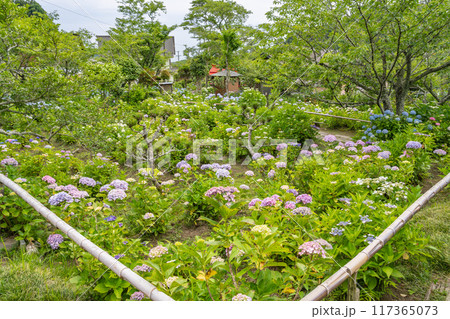 森町にある極楽寺　あじさい寺に咲く紫陽花(静岡県) 117365073