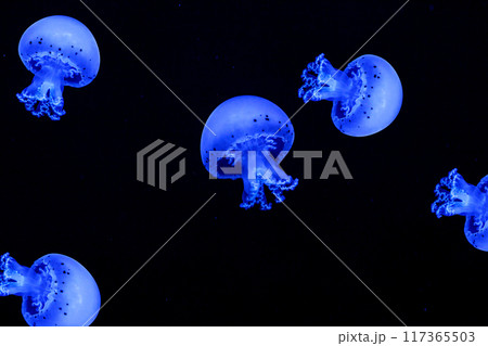Shooting macro Jellyfish Spotted Lagoon underwater Shooting macro Jellyfish Spotted Lagoon underwater 117365503