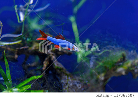Underwater shot of a fish labeo frenatus glofish Underwater shot of a fish labeo frenatus glofish 117365507
