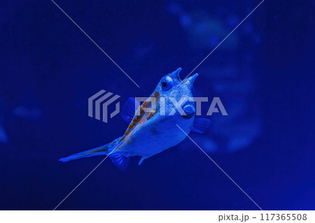Underwater shot of fish Lactoria cornuta 117365508
