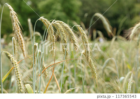green ears of wheat field green ears of wheat field 117365543