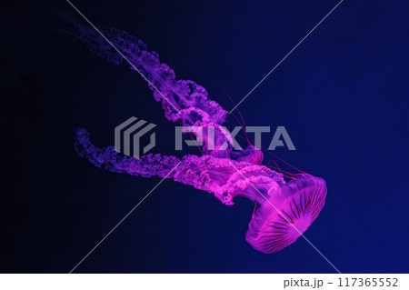 underwater shooting of beautiful Chrysaora hysoscella underwater shooting of beautiful Chrysaora hysoscella 117365552
