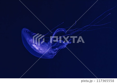 underwater shooting of beautiful Amakusa Jellyfish small (Sanderia Malayensis) 117365558