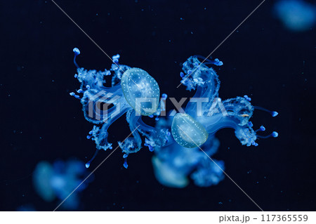 underwater shot of a beautiful Australian Spotted Jellyfish 117365559