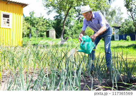 Elderly man waters onions in a garden bed at his dacha 117365569
