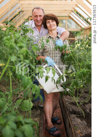 Elderly man and woman before harvesting tomatoes in a greenhouse Elderly man and woman before harvesting tomatoes in a greenhouse 117365615