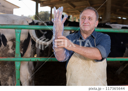 Veterinarian wears long glove to inspect cows 117365644