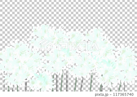 ネリネの花のカード2 ネリネの花のカード2 117365740