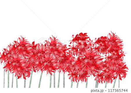 ネリネの花のカード5 117365744