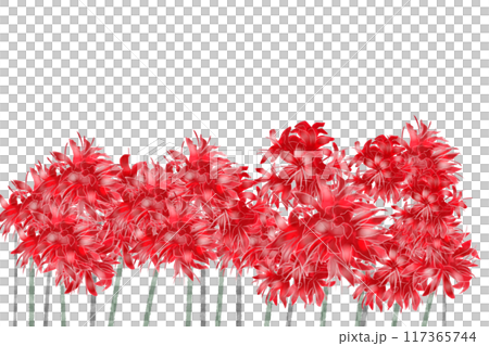 ネリネの花のカード5 117365744