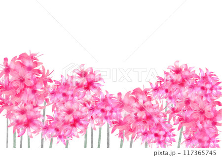 ネリネの花のカード6 ネリネの花のカード6 117365745