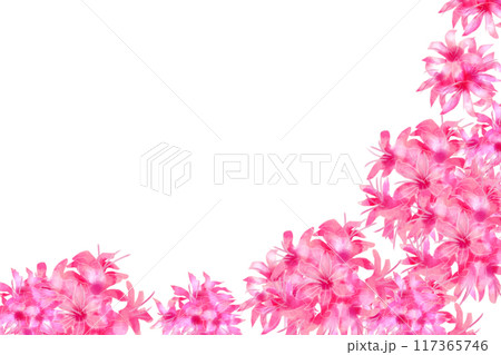 ネリネの花のカード7 ネリネの花のカード7 117365746