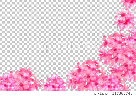 ネリネの花のカード7 ネリネの花のカード7 117365746