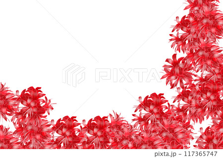 ネリネの花のカード8 ネリネの花のカード8 117365747