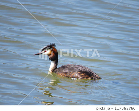 海を泳ぐ夏羽のカンムリカイツブリ 海を泳ぐ夏羽のカンムリカイツブリ 117365760