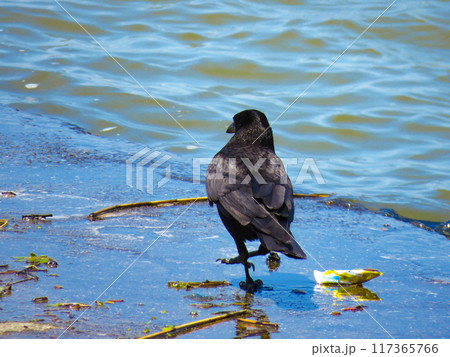 水辺に降り立ったハシボソガラス 水辺に降り立ったハシボソガラス 117365766