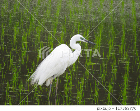 水田に降り立ったダイサギ 117365770