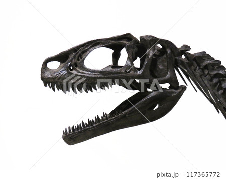 肉食恐竜の頭骨の化石 117365772