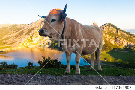 Cow of the Asturian mountain breed sits on a lawn in a national park at sunset Cow of the Asturian mountain breed sits on a lawn in a national park at sunset 117365907