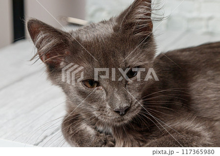 Beautiful gray cat on a brick wall background Beautiful gray cat on a brick wall background 117365980