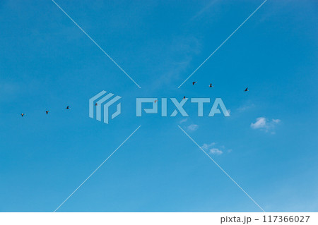 a flock of birds flying in the blue sky 117366027