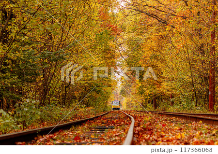 Autumn forest through which an old tram rides (Ukraine) Autumn forest through which an old tram rides (Ukraine) 117366068