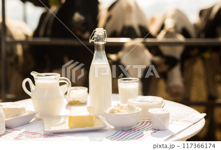 Milk, cottage cheese, cream, cheese on table against background of cows 117366174