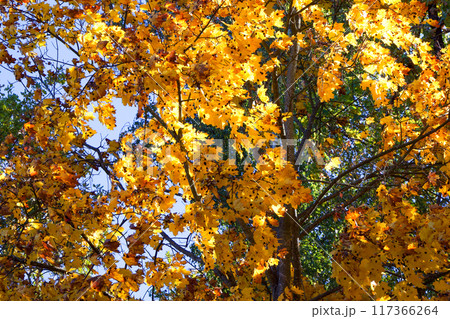 A dense forest with a mix of yellow and green leaves, suggesting a vibrant autumn setting. A dense forest with a mix of yellow and green leaves, suggesting a vibrant autumn setting. 117366264