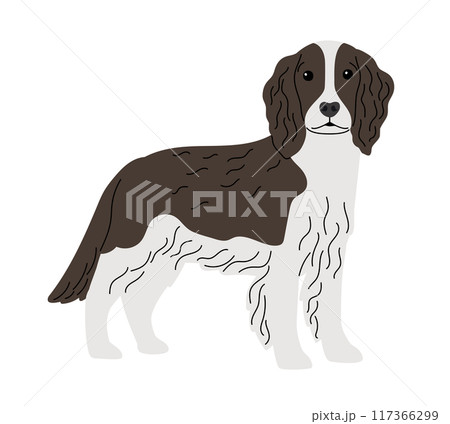 Spaniel breed dog on white Spaniel breed dog on white 117366299