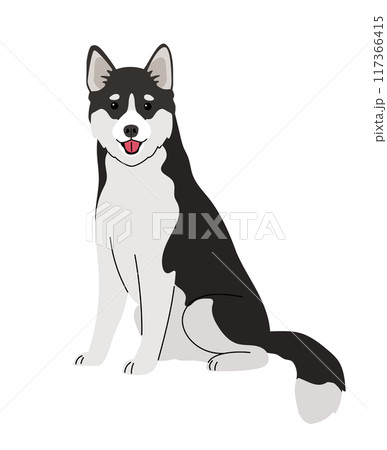 Husky breed dog on white 117366415
