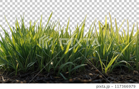 Macro grass beauty blurred without background. Design element 117366979