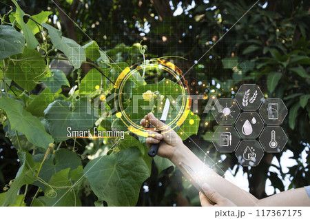 Concepts of using AI and smart farming, increasing productivity and controlling production. Concepts of using AI and smart farming, increasing productivity and controlling production. 117367175