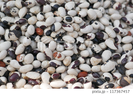 Closeup of colourful soy beans texture background. 117367457