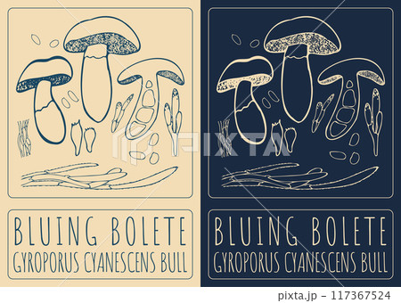 Vector drawing BLUING BOLETE. Hand drawn illustration. Latin name is GYROPORUS CYANESCENS BULL Vector drawing BLUING BOLETE. Hand drawn illustration. Latin name is GYROPORUS CYANESCENS BULL 117367524