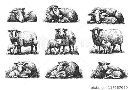 Hand drawn sheep mom and lamb set. Sketch farm animals family, mother baby love concept vector illustration Hand drawn sheep mom and lamb set. Sketch farm animals family, mother baby love concept vector illustration 117367659
