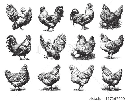 Hand drawn rooster and hen set. Engraving farm animal bird poses, chicken with eggs, poultry vector illustration Hand drawn rooster and hen set. Engraving farm animal bird poses, chicken with eggs, poultry vector illustration 117367660