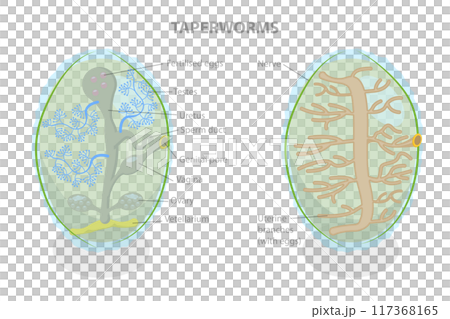 3D Isometric Flat  Illustration of Proglottid of Taperworm, Taenia Solium 117368165