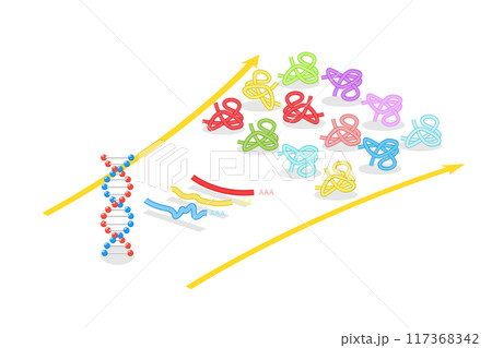 3D Isometric Flat Illustration of Proteome Complexity, Proteins Studying 3D Isometric Flat Illustration of Proteome Complexity, Proteins Studying 117368342