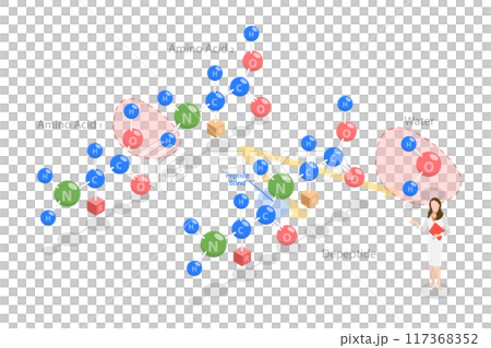 3D Isometric Flat Illustration of Peptide Bond, Chemical Structure of Amino Acids 3D Isometric Flat Illustration of Peptide Bond, Chemical Structure of Amino Acids 117368352