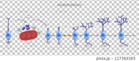 3D Isometric Flat  Illustration of Neurogenesis, Neuron Development Process St 117368365