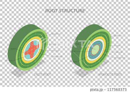 3D Isometric Flat  Illustration of Root Structure, Plant Anatomy 117368373