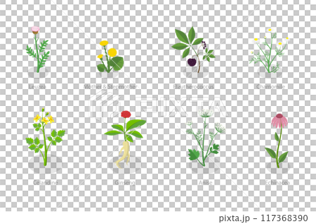 3D Isometric Flat Set of Healing Herbs, Herbal Medicine 3D Isometric Flat Set of Healing Herbs, Herbal Medicine 117368390
