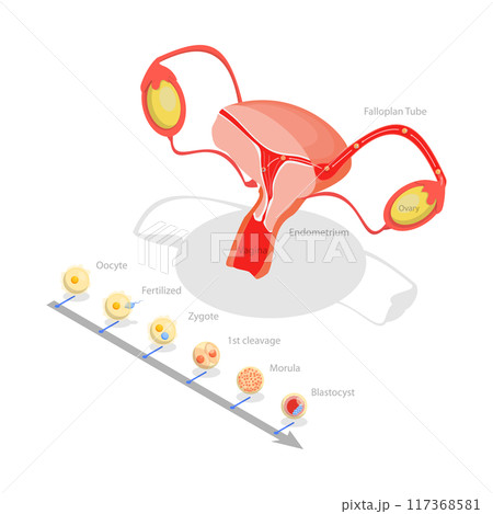 3D Isometric Flat Illustration of Ovulation, Fertilization Implantation, Embryo Development 3D Isometric Flat Illustration of Ovulation, Fertilization Implantation, Embryo Development 117368581